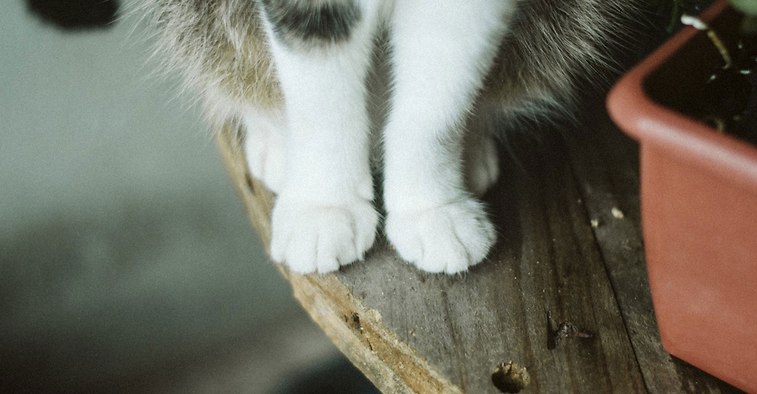 ΜΕ ΤΑ ΜΑΤΙΑ ΤΩΝ ΖΩΩΝ