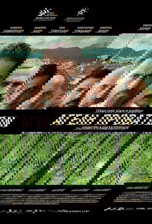 Pack of Sheep