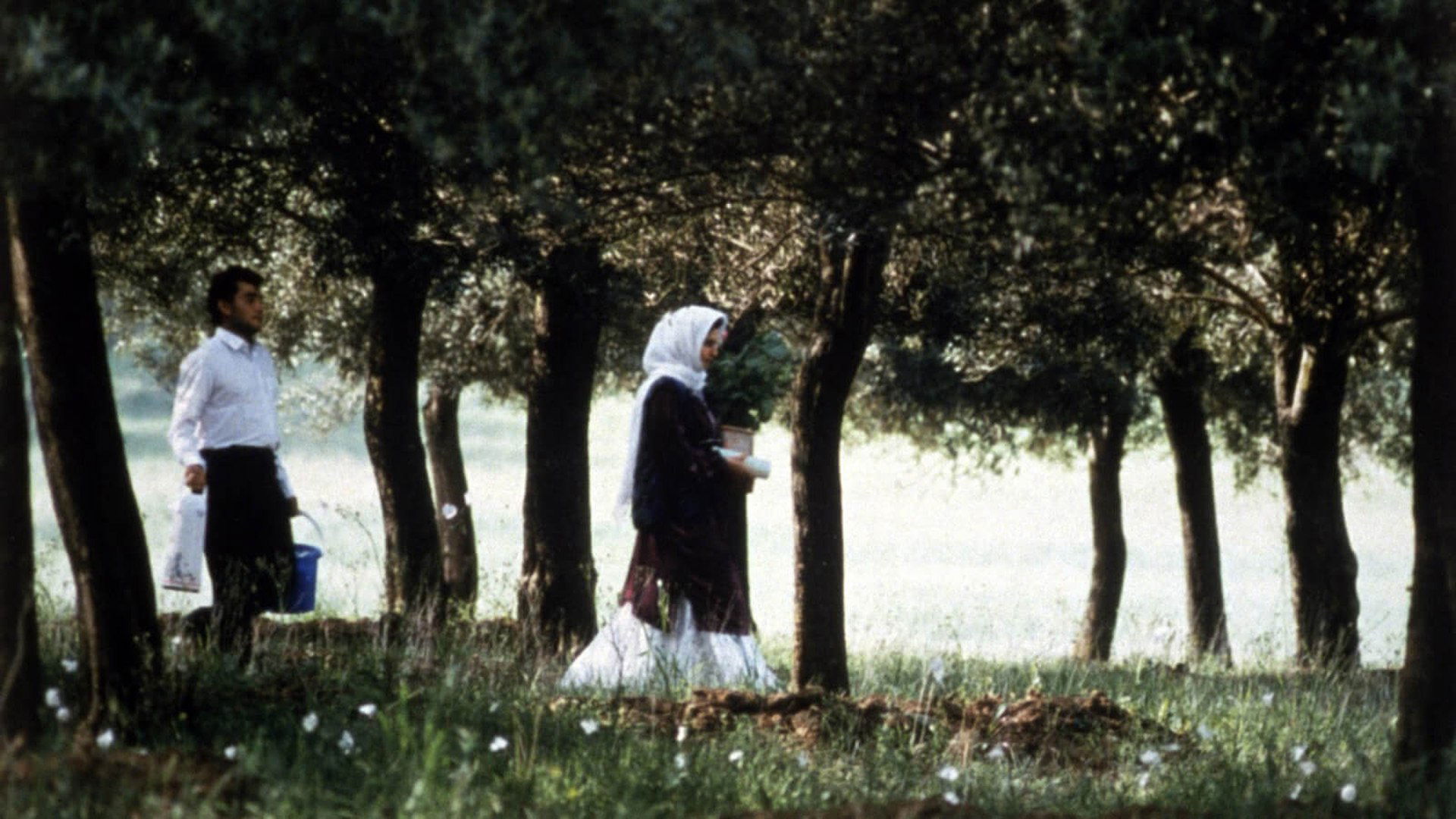 Through the Olive Trees