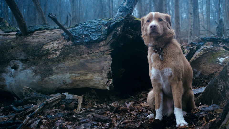 Good Boy